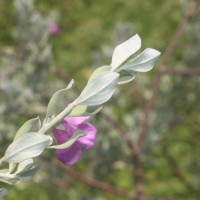 Leucophyllum frutescens (Berland.) I.M.Johnst.